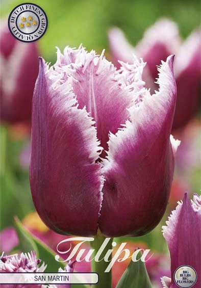 Tulp Fringed San Martin x7 12/+