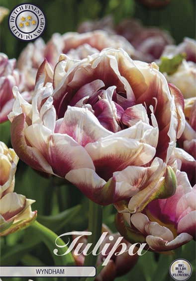 Tulp Double Late Wyndham x7 12/+