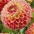 Dahlia Ball Jowey Paula x1 l .