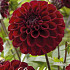 Dahlia Ball Maroon Fox x1 l .