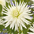 Dahlia Cactus Mount Tacoma x1 l .