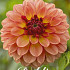 Dahlia ball Chapeau Bas x1 l .