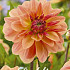 Dahlia Deco. Arancia x1 l .