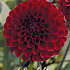 Dahlia Deco. Baccara x1 l .