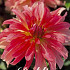 Dahlia Deco. Dutch Delight x1 l .