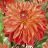 Dahlia Deco. Kees Verkade x1 l .