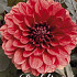 Dahlia Deco. Orient Express x1 l .