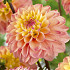 Dahlia Deco. Princesse Elisabeth x1 l .