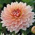 Dahlia Deco. Rancho x1 l .