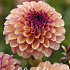 Dahlia Pompon Palmares x1 l .