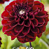 Dahlia Single Flowering Red Dark Wave x1 l .