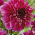Dahlia Single Flowering Richards Fortune x1 l .