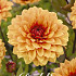Dahlia  Deco. Statue of orange x1 l .