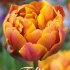 Tulp Double Late Brazil x7 12/+