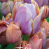 Tulp Multiflora Blue Heaven x7 12/+