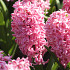 Pink Pearl 14/15