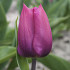 Purple Prince 10/11