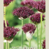 Allium Atropurpureum x5 12/14