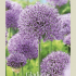 Allium Gladiator x2 20/22