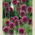 Allium Sphaerocephalon x20 5/6