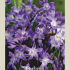 Chionodoxa Forbessi x 20 5/6
