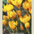 Crocus Botanical Fuscotinctus x20 5/7