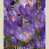 Crocus Botanical Ruby Giant x20 5/7