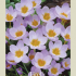 Crocus Botanical Sieberi Firefly x20 5/7