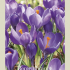 Crocus Vernus Remenbrance x10 8/9