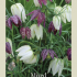 Fritillaria Meleagris Mixed x10 7/8