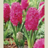 Hyacinthus Orientails Jan Bos x5 15/16