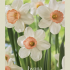 Narcissus Jonquilla Iwona x5 12/14