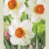 Narcissus Small Cupped Barret Browning x5 14/16