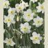 Narcissus Small Cupped Segovia x5 12/14