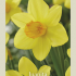 Narcissus Trumpet Juanita x5 14/16