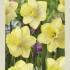 Narcissus Trumpet Ladea x5 14/16