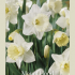 Narcissus Trumpet Mount Hood x5 14/16