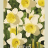 Narcissus Trumpet Pre Party x5 14/16