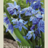 Scilla Siberica x15 8/9