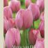 Tulipa Darwin Mystic van Eijk x7 12/+