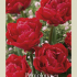 Tulipa Double Late Pamplona x7 12/+