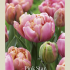 Tulipa Double Late Pink Star x7 12/+