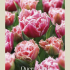 Tulipa Fringed Queensland x7 12/+