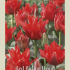 Tulipa Greigi Red Riding Hood x7 12/+