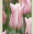 Tulipa Lilyflowering Sanne x7 12/+