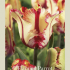 Tulipa Parrot Flaming Parrot x7 12/+