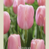Tulipa Single Late Menton x7 12/+
