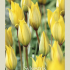 Tulipa Specie Sylvestris x10 6/7