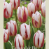 Tulipa Triumph Carnaval de Rio x7 12/+