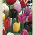 Tulipa Triumph Mixed x10 12/+